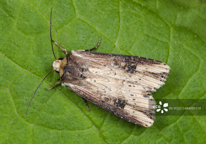 火焰蛾图片素材