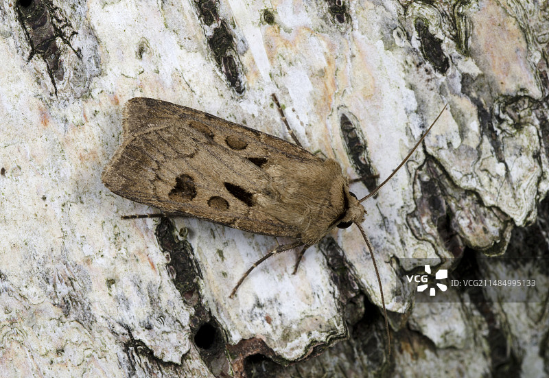 心脏和飞镖蛾图片素材