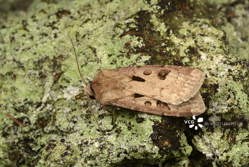 心脏和飞镖蛾图片素材