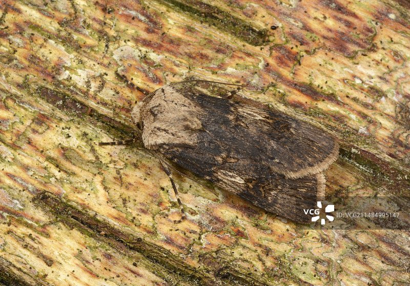 梭镖夜蛾图片素材