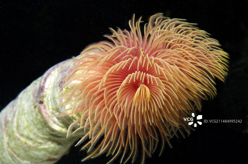 红色管虫图片素材