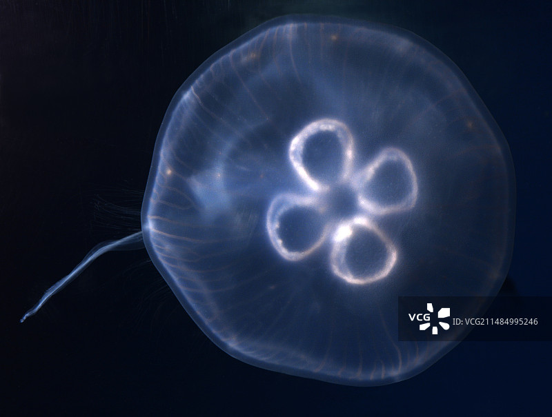 月亮水母图片素材