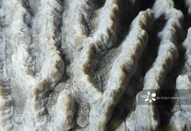 脑珊瑚图片素材