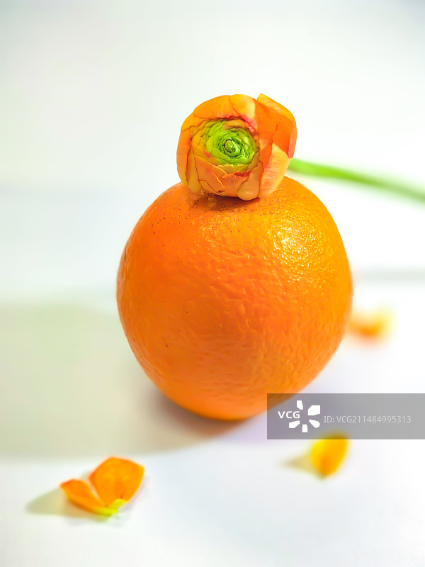 可爱橙子图片素材