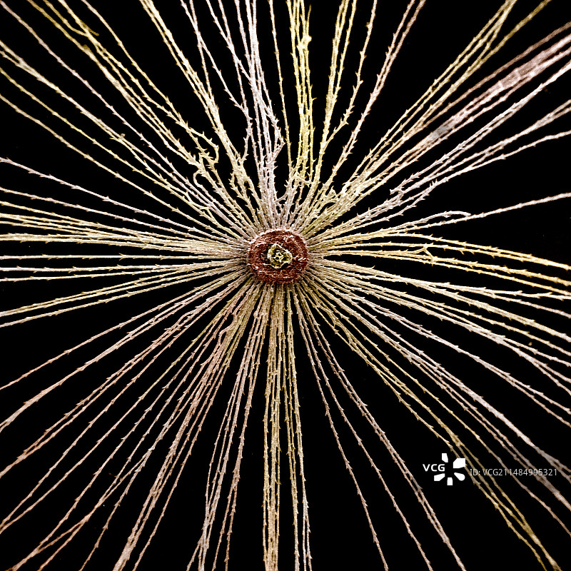 蒲公英种子和冠毛扫描电镜图图片素材