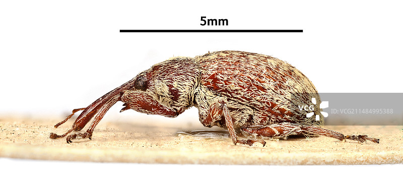 棉铃象甲图片素材