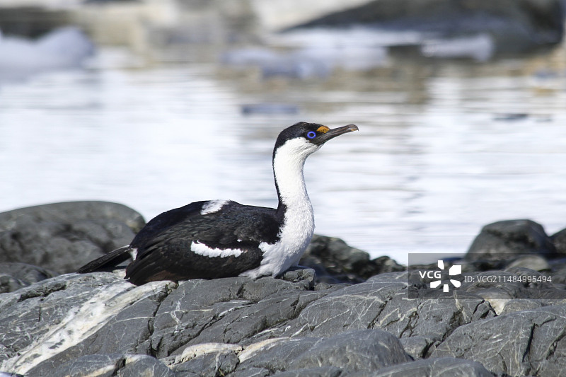 皇鸬鹚图片素材