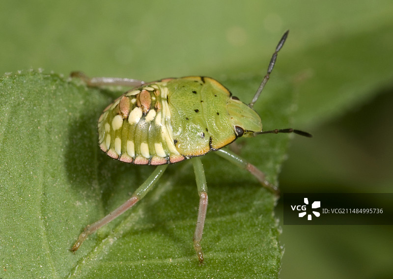 南方绿盾椿图片素材