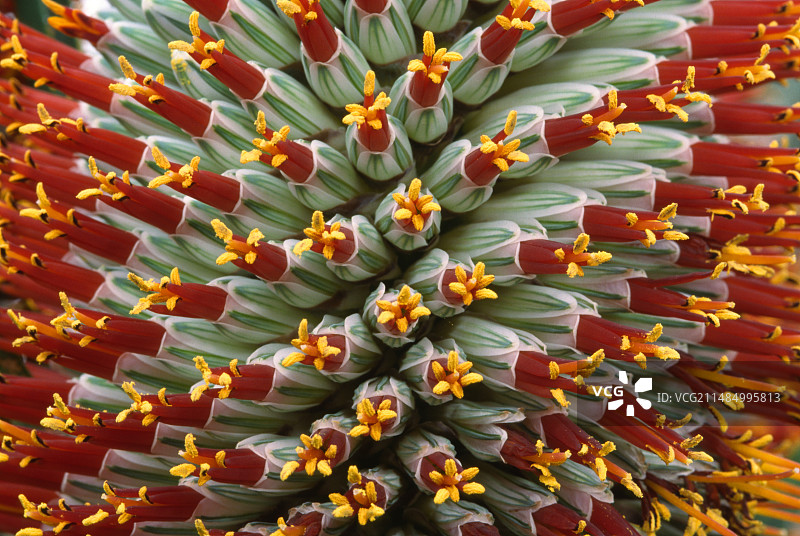 芦荟花图片素材