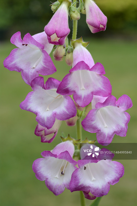 钓钟柳‘劳拉’图片素材