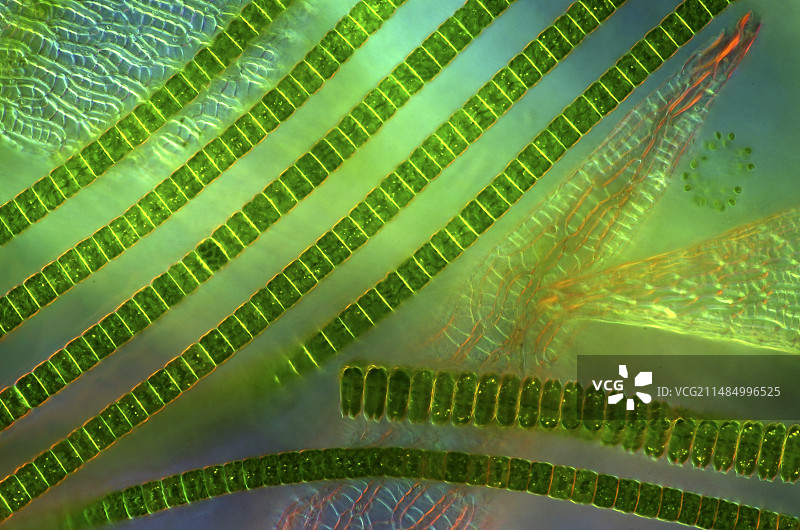 泥炭藓上的鼓藻显微照片图片素材