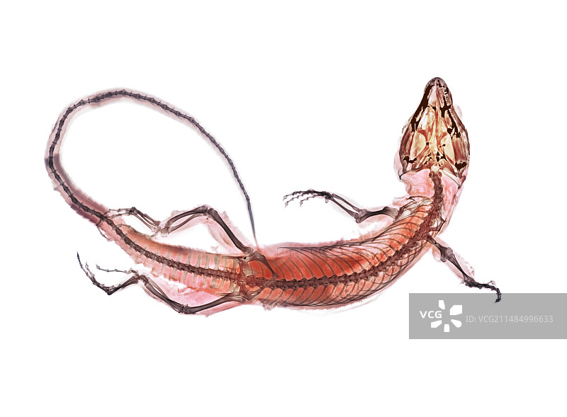 蜥蜴X光片图片素材