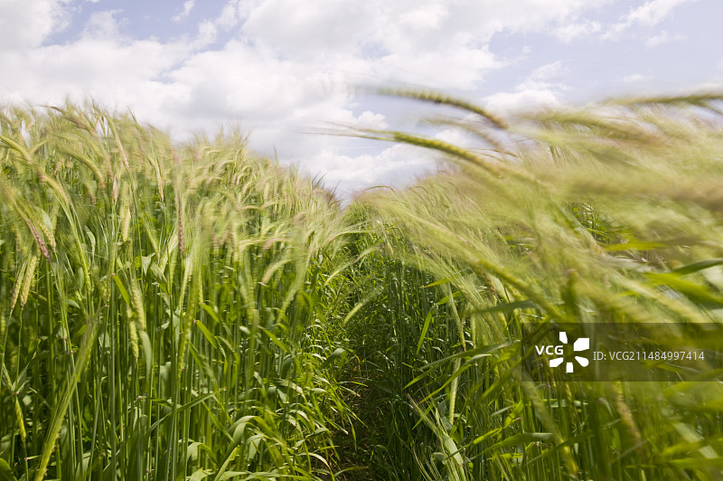风中摇曳的谷类作物图片素材