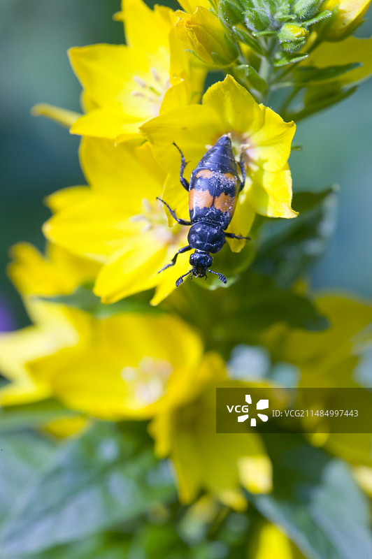 埋葬甲虫图片素材