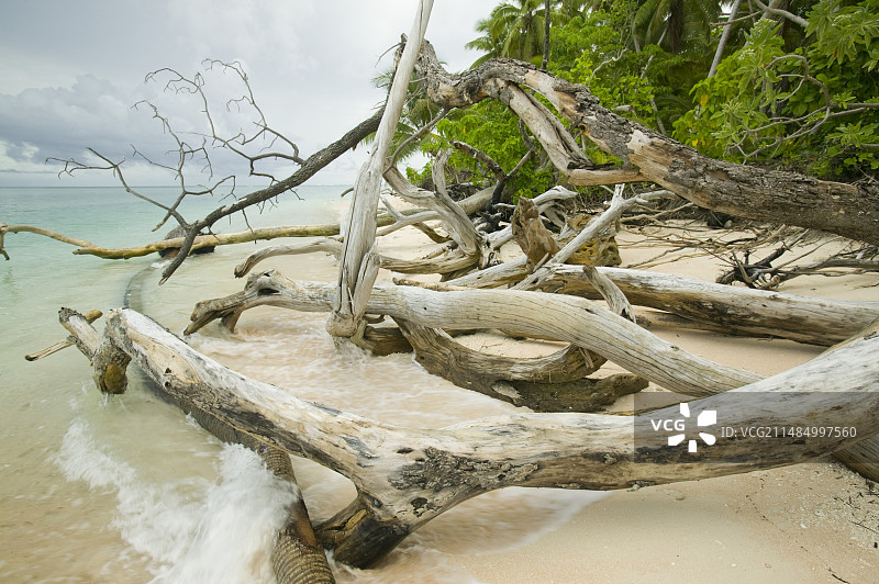 图瓦卢被摧毁的树木图片素材