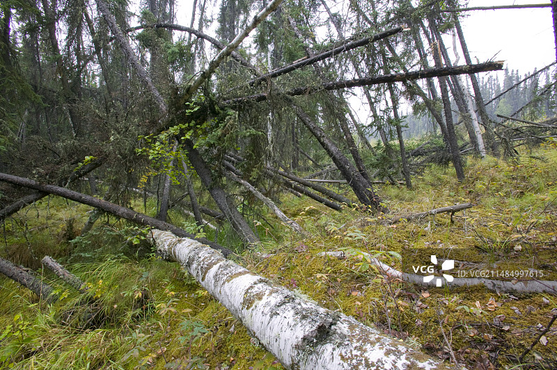 费尔班克斯阿拉斯加的醉酒森林图片素材
