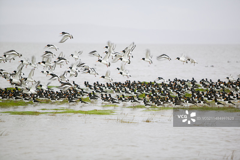 在高潮时栖息的蛎鹬图片素材