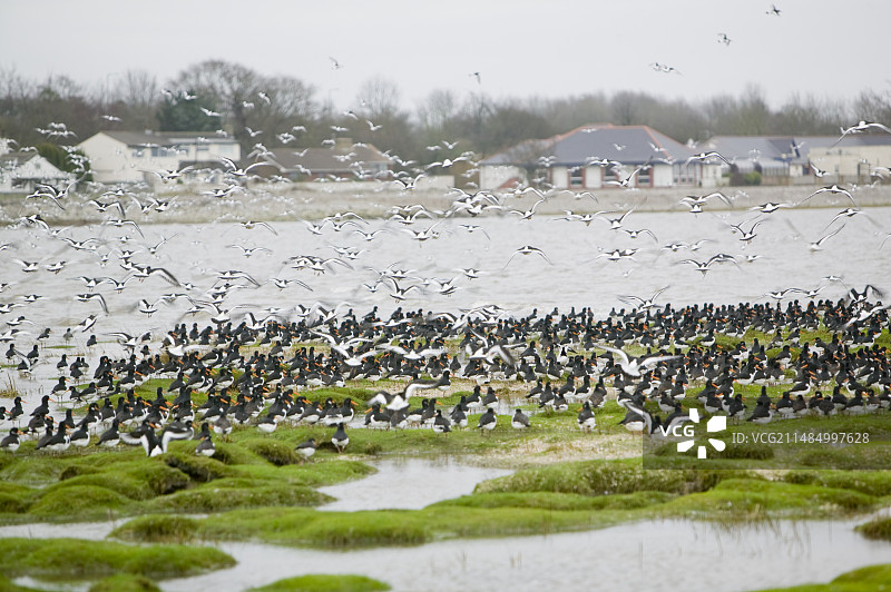 在高潮时栖息的蛎鹬图片素材