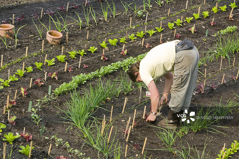 英国伊甸园项目的菜地图片素材