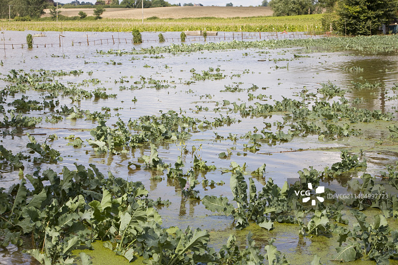 被洪水淹没的农作物图片素材