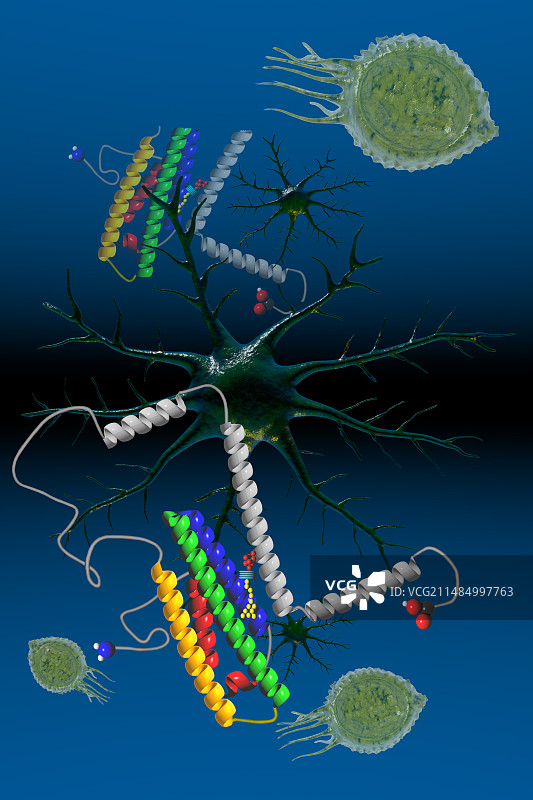 ApoE分子结构示意图图片素材