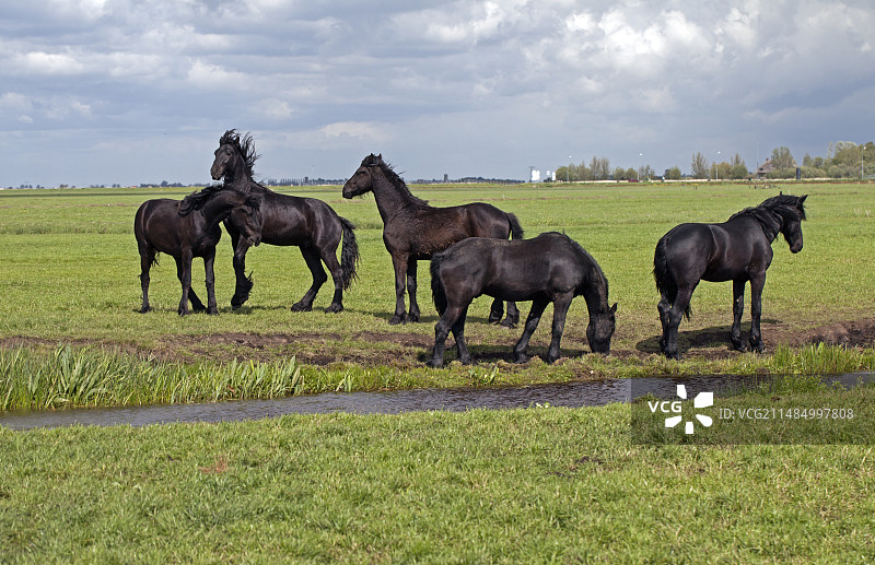 弗里斯兰马图片素材