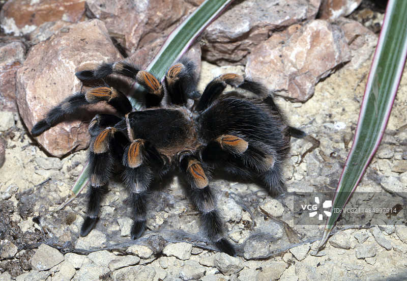 墨西哥红膝狼蛛图片素材