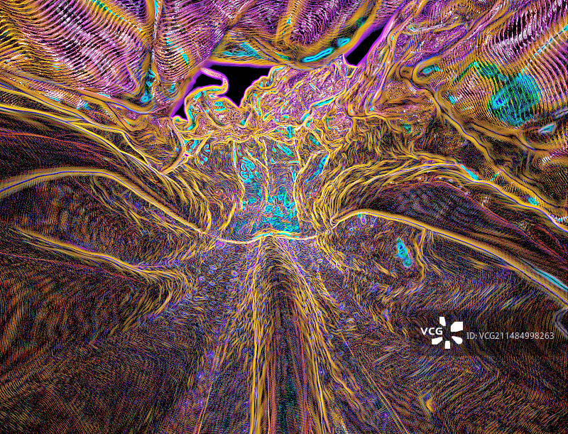马兜铃属植物花朵CT扫描图片素材