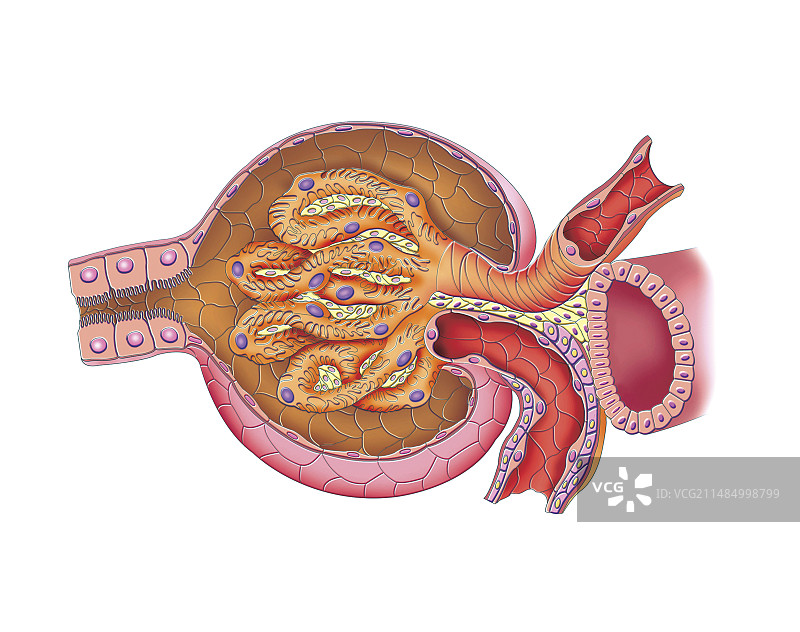 肾小球囊结构图图片素材