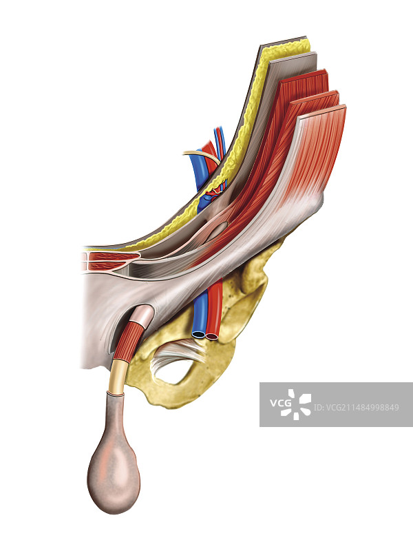 男性生殖系统，图示图片素材