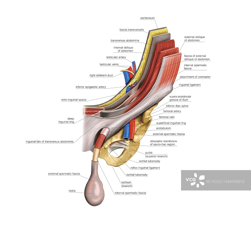 男性生殖系统，图示图片素材