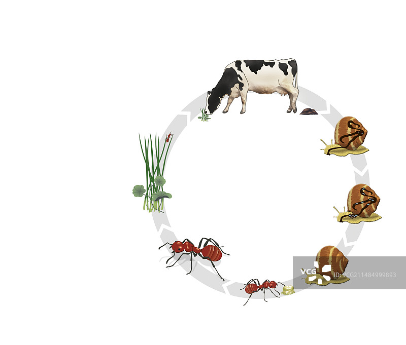 吸虫生命周期示意图图片素材