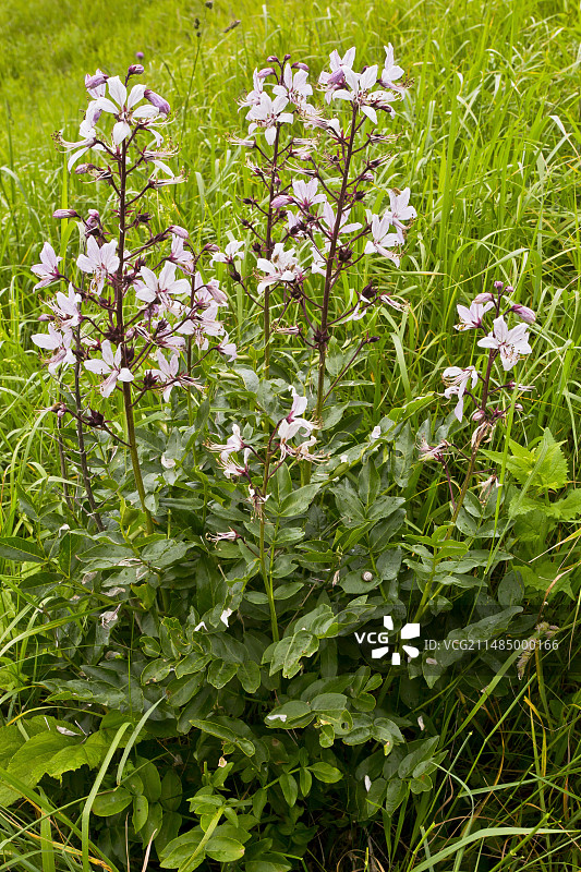 开花的白鲜图片素材