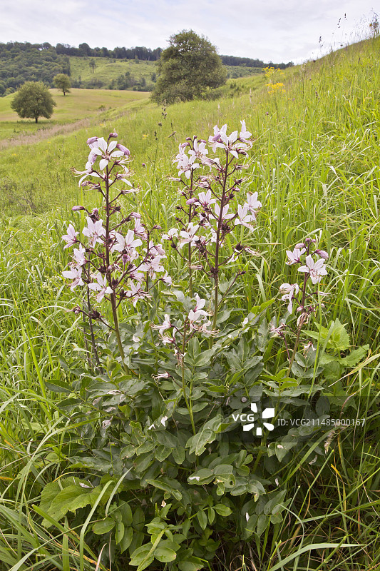 开花的白鲜图片素材