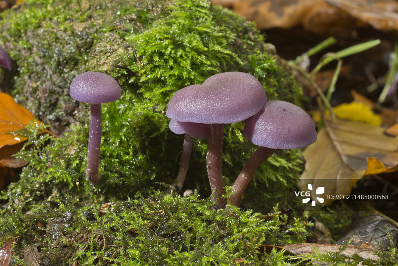 紫水晶欺骗菇（Laccaria amethystina）图片素材