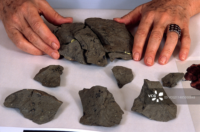 石器时代的石锛工具图片素材