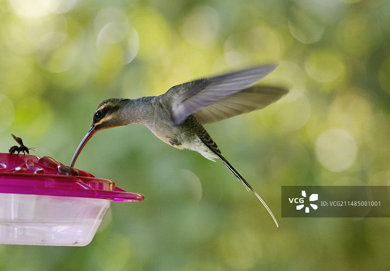 绿隐蜂鸟觅食图片素材