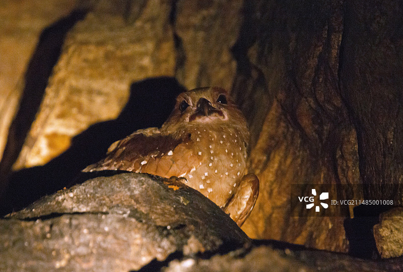 夜鹰栖息图片素材