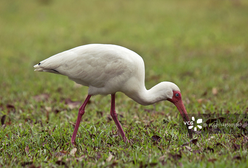 在草地上觅食的美国白鹮图片素材