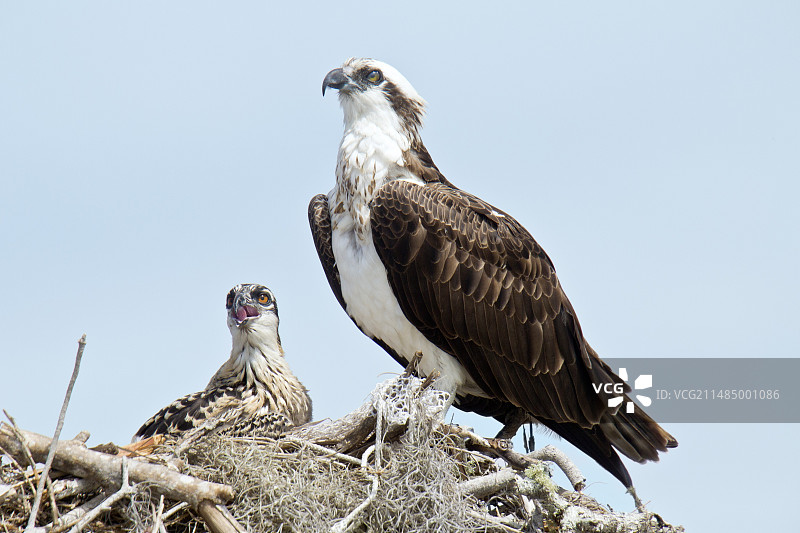 鹗鸟和雏鸟图片素材