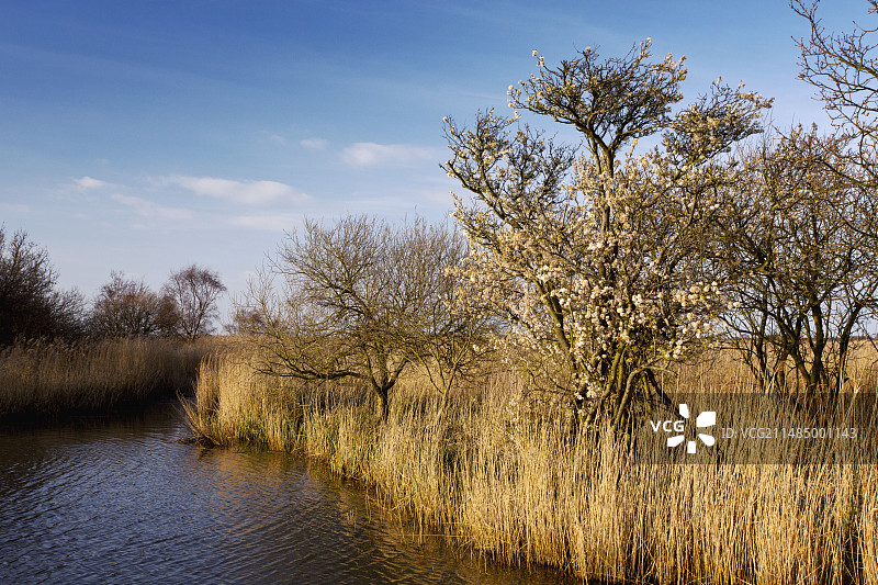 英国冬日芦苇荡图片素材