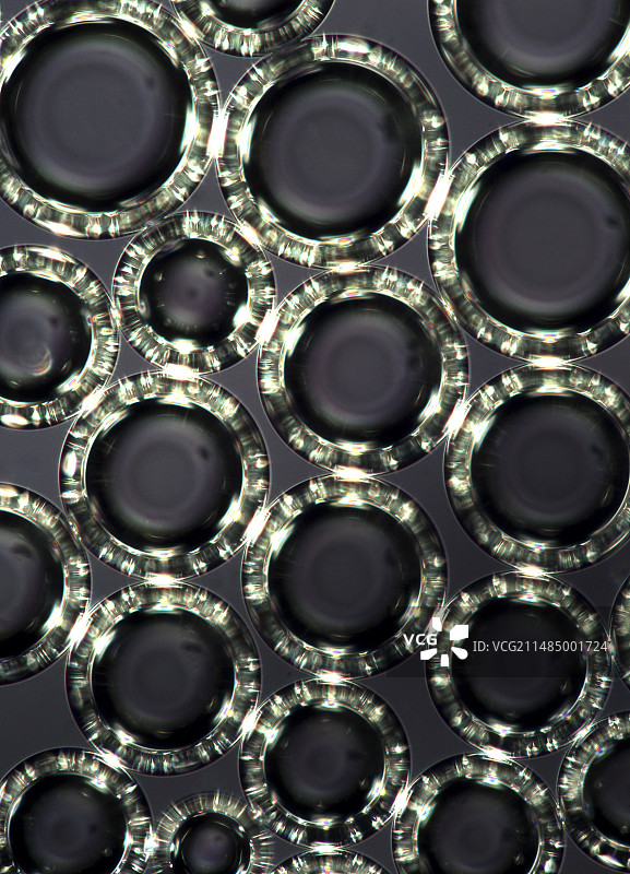 液体中的气泡，光学显微照片图片素材