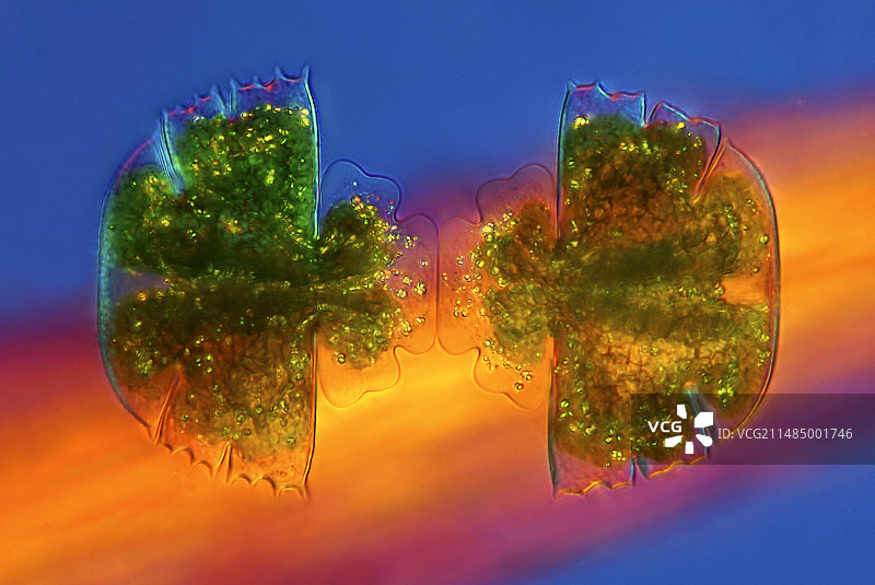 正在分裂的鼓藻，光学显微照片图片素材