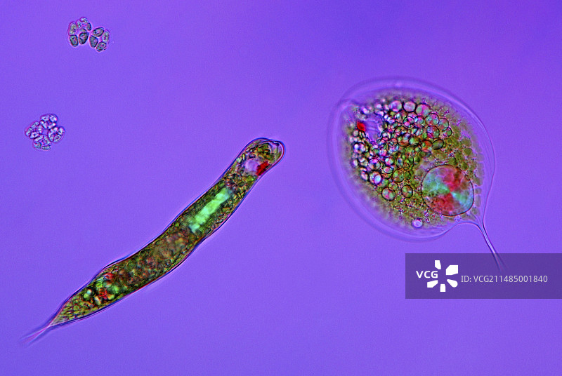 鞭毛原生动物显微照片图片素材