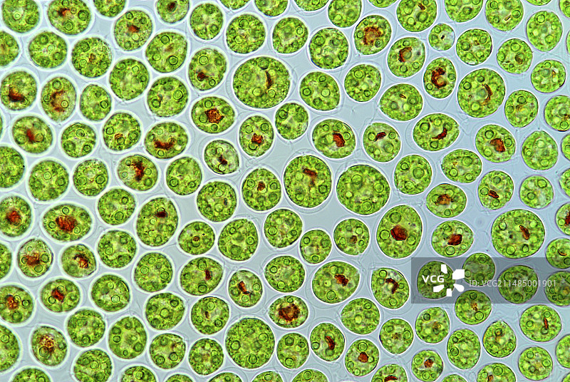 球形红ococcus藻类显微照片图片素材