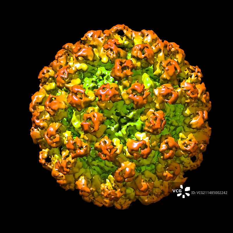 诺如病毒颗粒图示图片素材