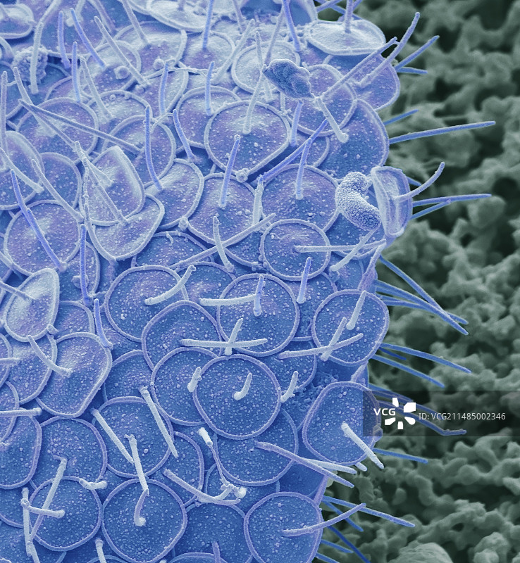 太阳虫目,扫描电镜图片素材