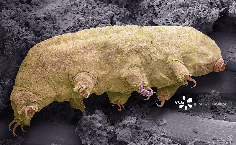 水熊虫扫描电镜图图片素材