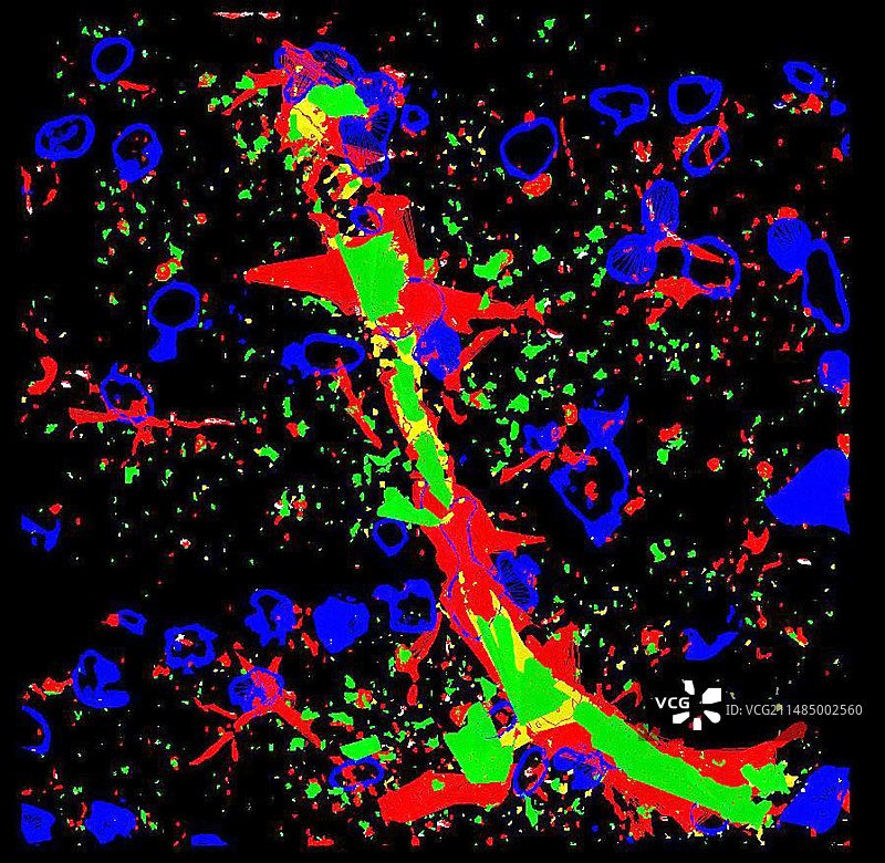 大脑中的内皮一氧化氮图片素材