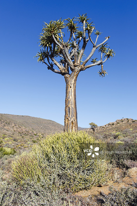 箭筒树，南非图片素材